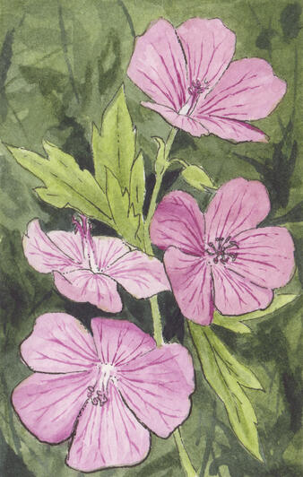 Geraniums (sold)