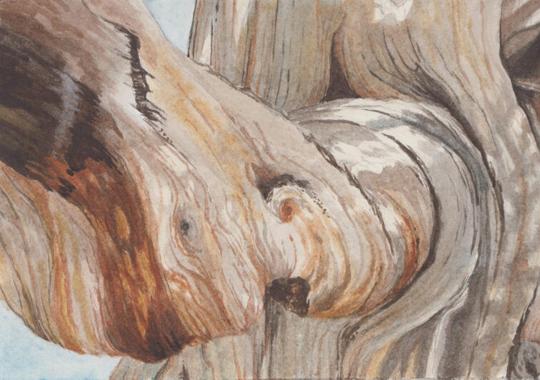 Bristlecone Detail (sold)